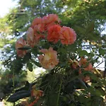 Bed & Breakfast Il Campetto 3*