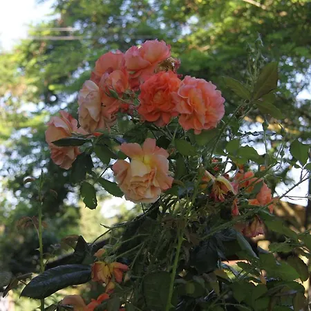 ベッド・アンド・ブレックファスト Il Campetto 3*