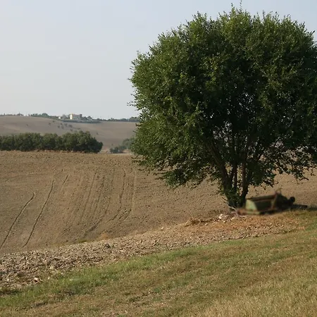 Il Campetto סניגליה